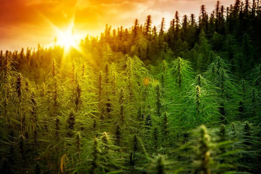 Es posible que el cannabis resista a la crisis climática