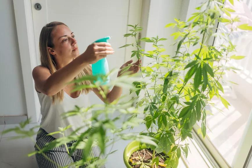 Nueva York: el ente regulador aprobó el autocultivo de cannabis