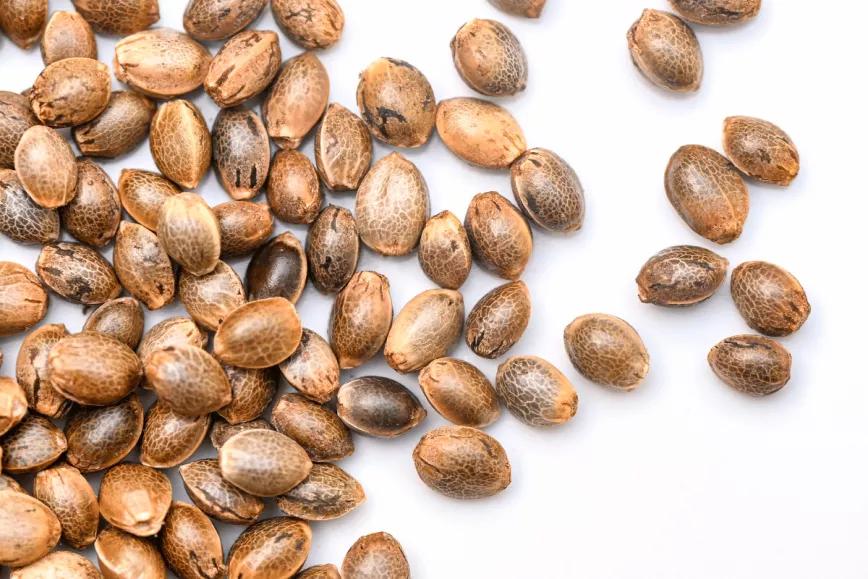 Guía 2024: tipos de semilla de marihuana MatillaPlant