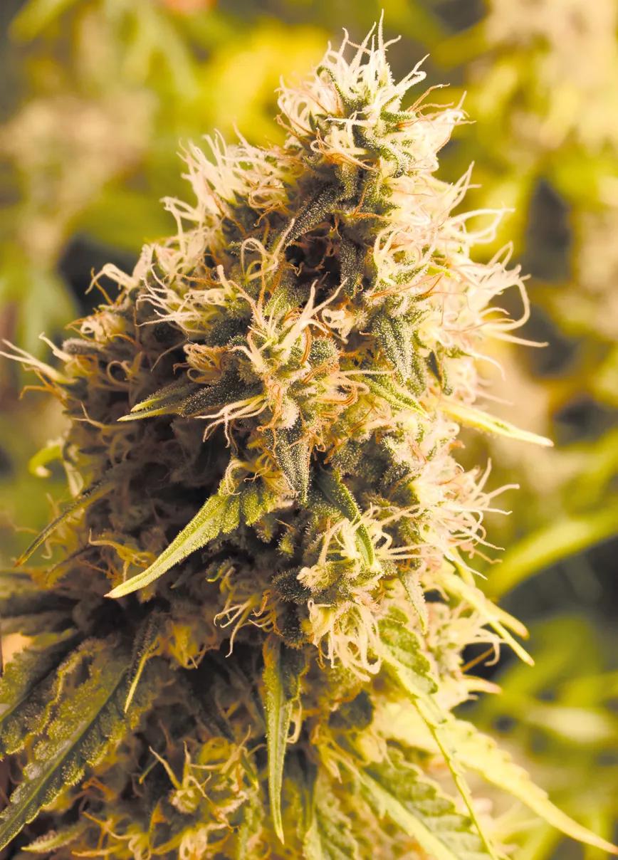 Un cogollo de interior, casi listo para la cosecha. 