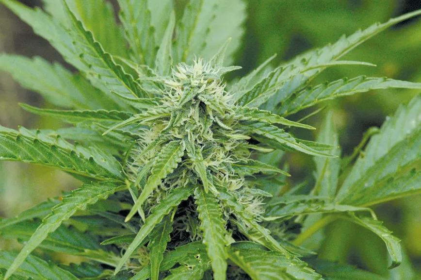 Las autoflorecientes alcanzan su máxima calidad cuando florecen entre mayo y julio. 