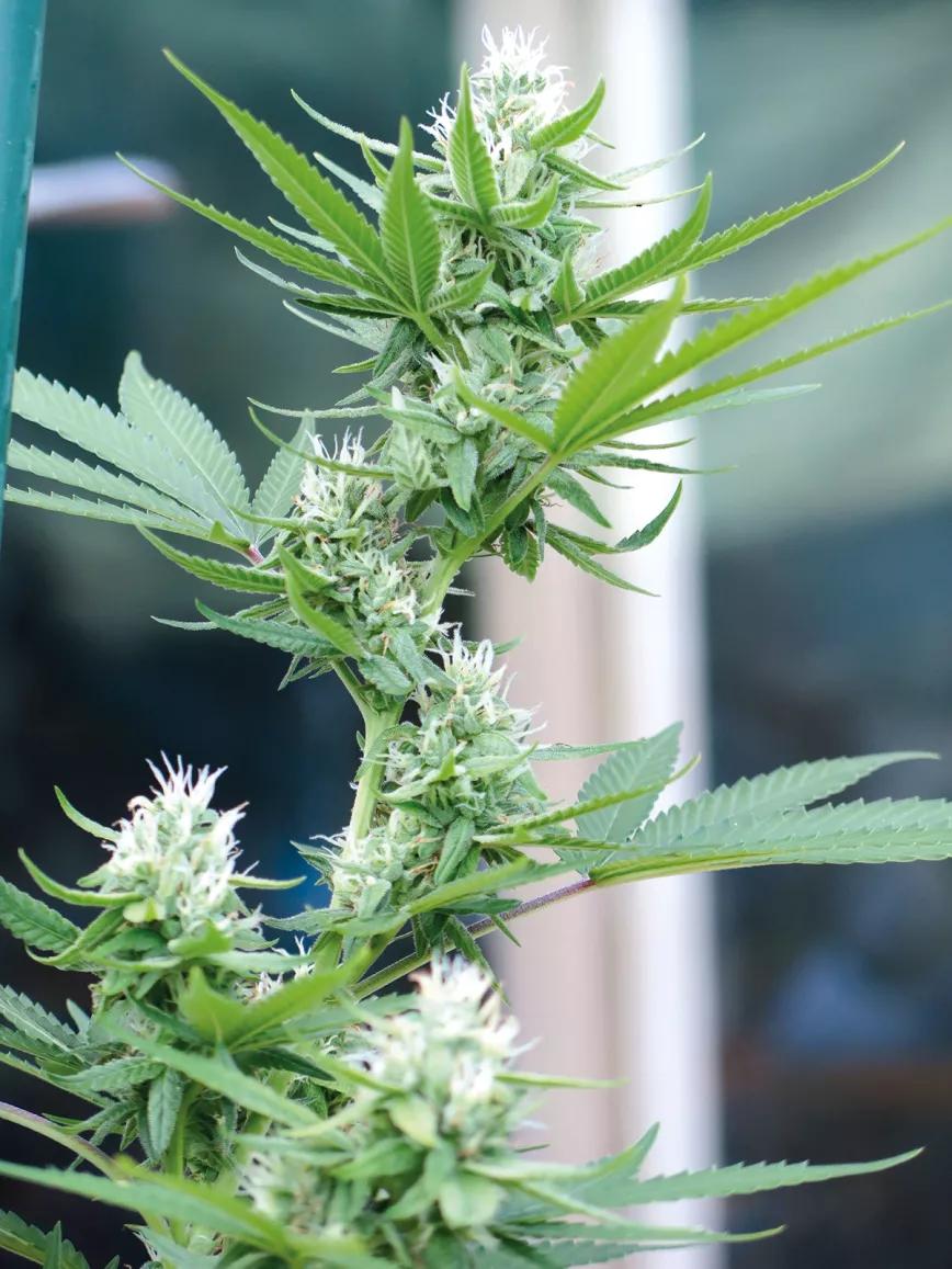 La capacidad de florecer en cualquier fotoperiodo es la principal ventaja de las variedades automáticas. 