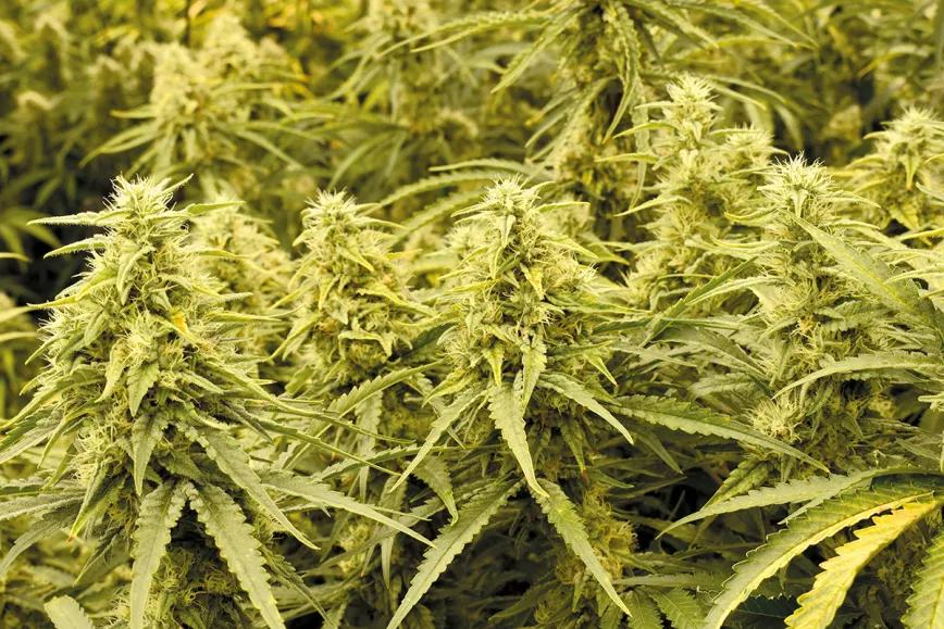 En interior, la mayor producción se logra cuando hay una gran densidad de plantas. 