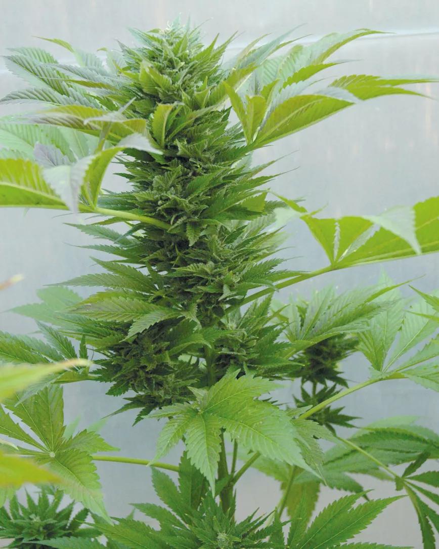 La menor intensidad de luz de primavera hace que los cogollos no engorden tanto. 