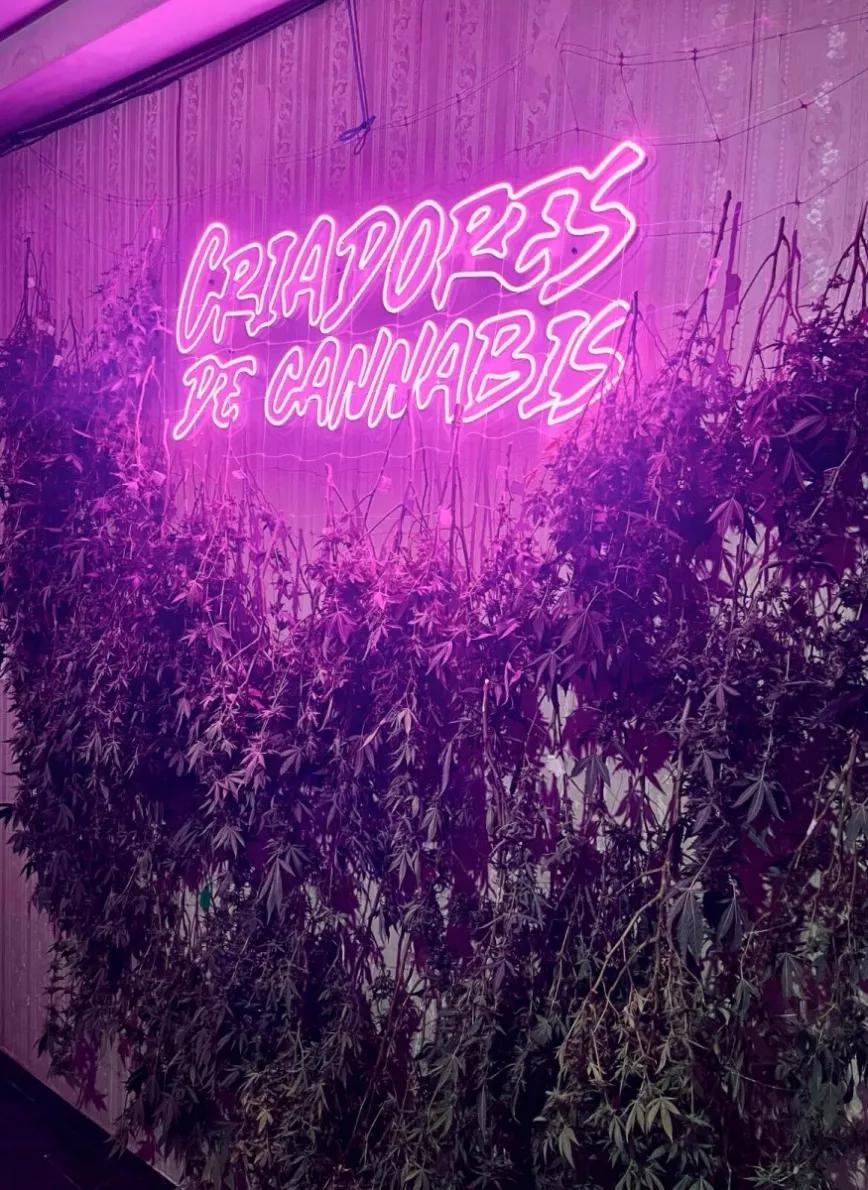 El camino de la Choco Og: la historia de la genética de cannabis con sabor a resistencia