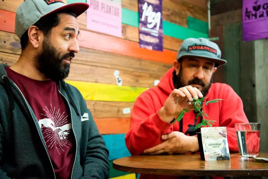 El camino de la Choco Og: la historia de la genética de cannabis con sabor a resistencia