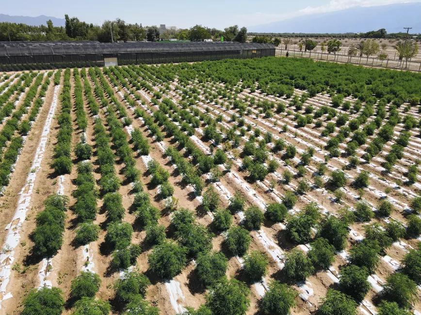 El cannabis argentino en la era de Milei