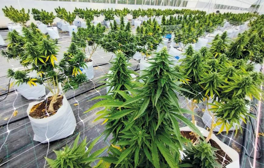 El cannabis argentino en la era de Milei