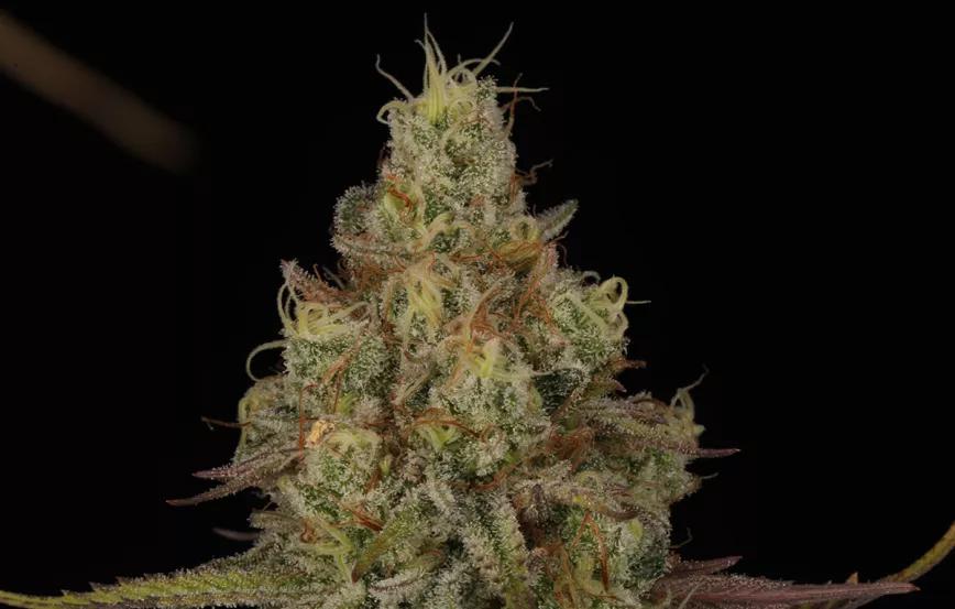 Tangerine Sorbet. Fotos de @HomeGrowTV