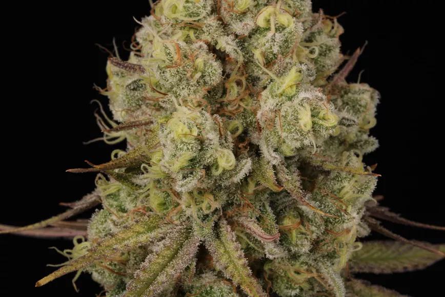 Tangerine Sorbet. Fotos de @HomeGrowTV