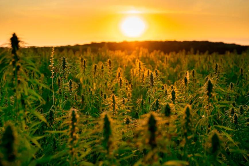 EEUU invierte 10 millones de dólares para promover el cáñamo industrial en pueblos oringarios