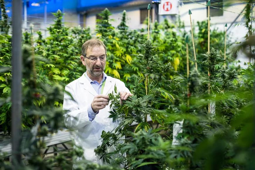 GW Pharmaceuticals paga 6.9 millones de euros por una demanda por “prácticas engañosas”