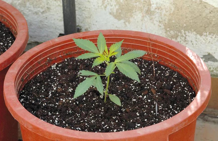 La tierra perfecta para nuestras plantas: cómo crear una mezcla casera de sustrato orgánico 