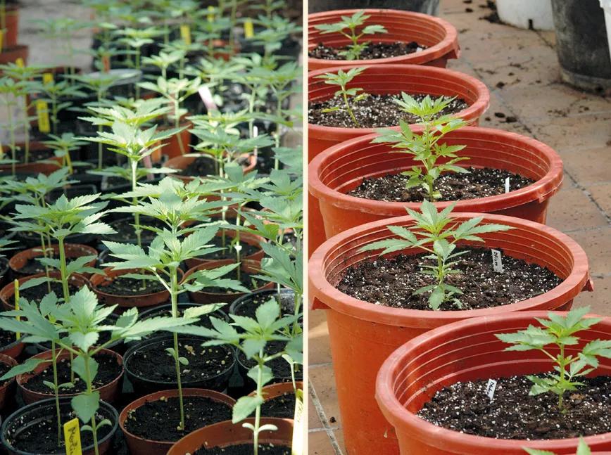 Nueve trucos para empezar en el cultivo de exterior