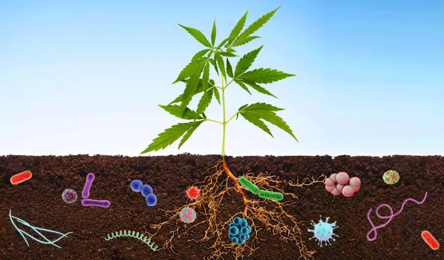 Microorganismos del suelo