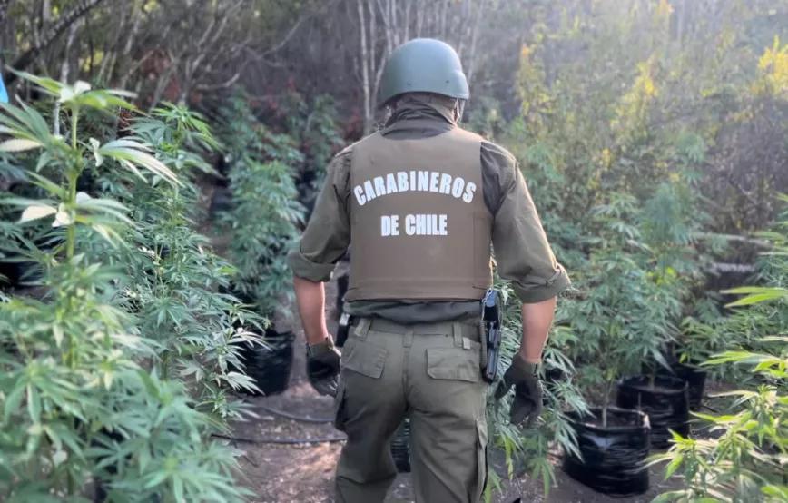 Chile aumentó un 154% las incautaciones de cannabis