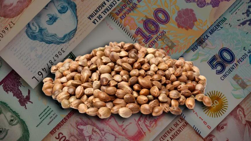 Argentina aumenta más de un 400% los impuestos para el registro de variedades de cannabis