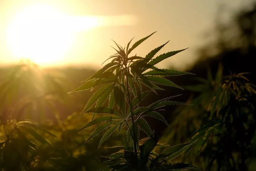 Cultivarán cáñamo en Extremadura para conservar el medio ambiente