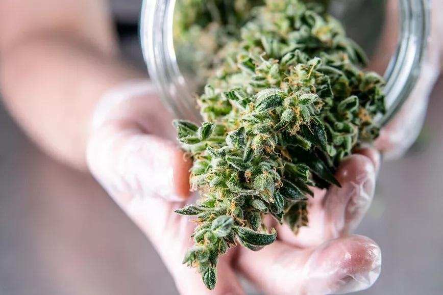 La DEA propone formalmente dejar de considerar al cannabis una droga peligrosa