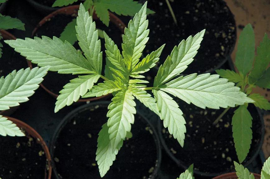 Los diez trucos de experto para cultivadores novatos 