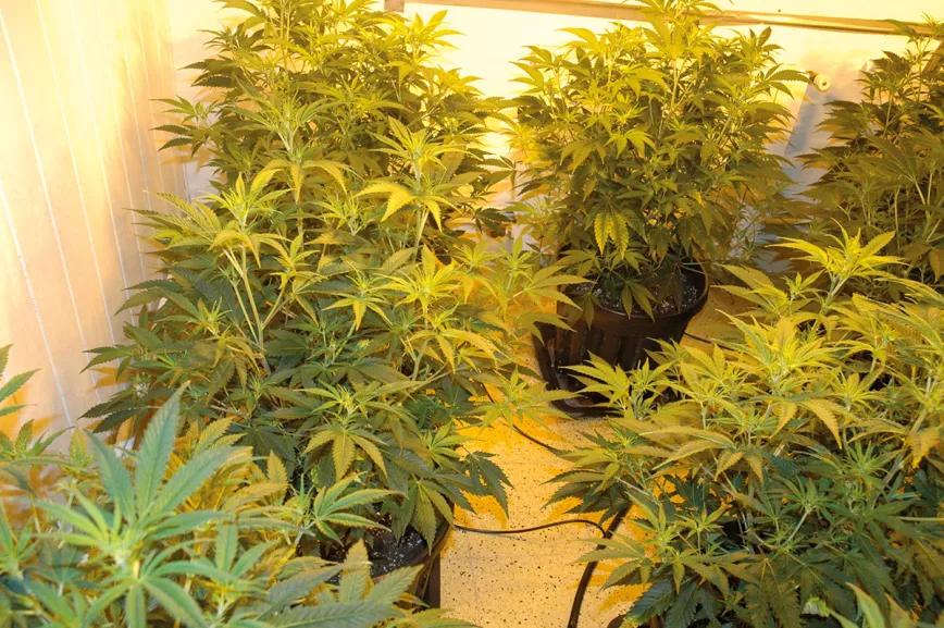 Plantas grandes, optimización del cultivo y máxima producción 