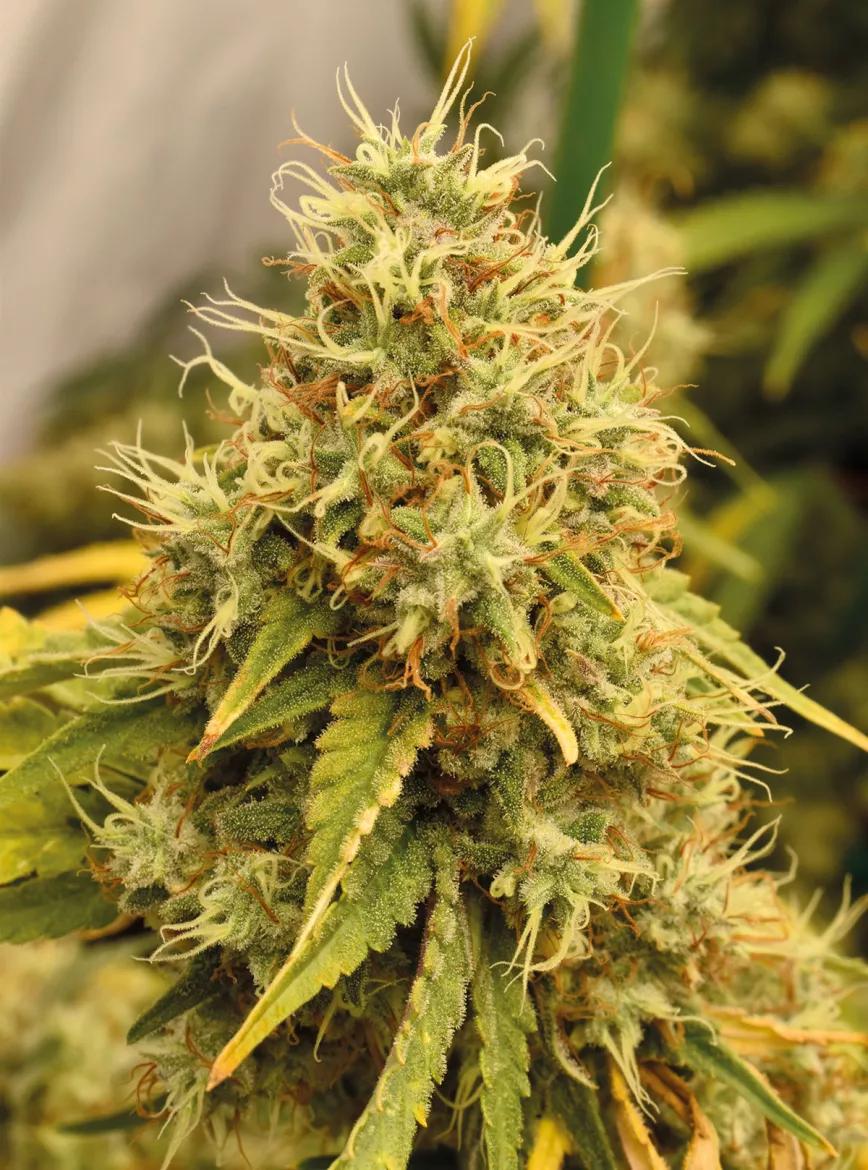 Plantas grandes, optimización del cultivo y máxima producción 