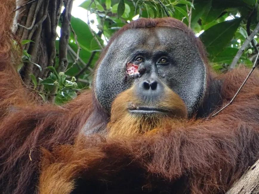 Un orangután utilizó una planta medicinal para curarse de una herida