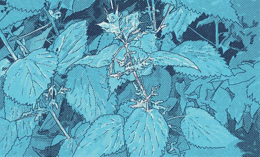 La abuela y sus remedios - Profesor Cáñamo