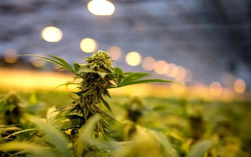 la Mesa Estratégica de Cannabis Medicinal y Cáñamo Industrial