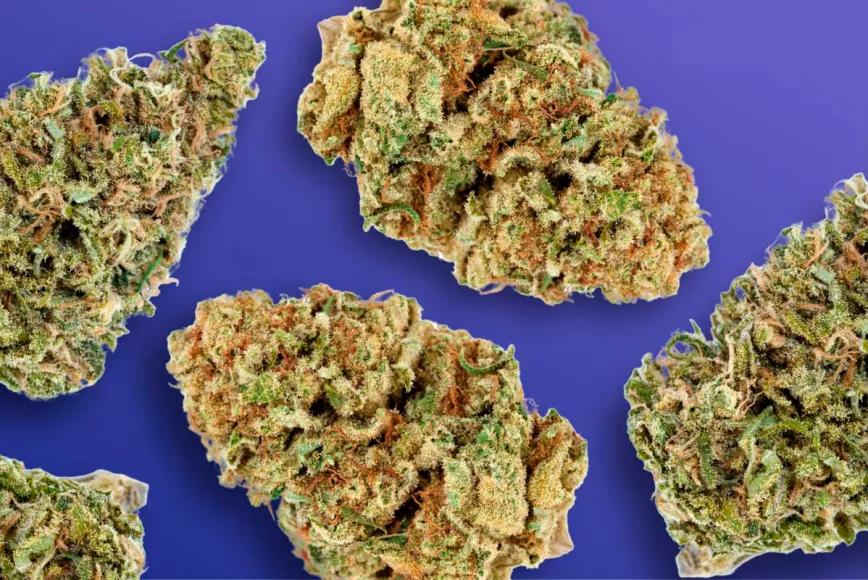 Minnesota destruye 275 mil euros en productos de cannabis irregulares