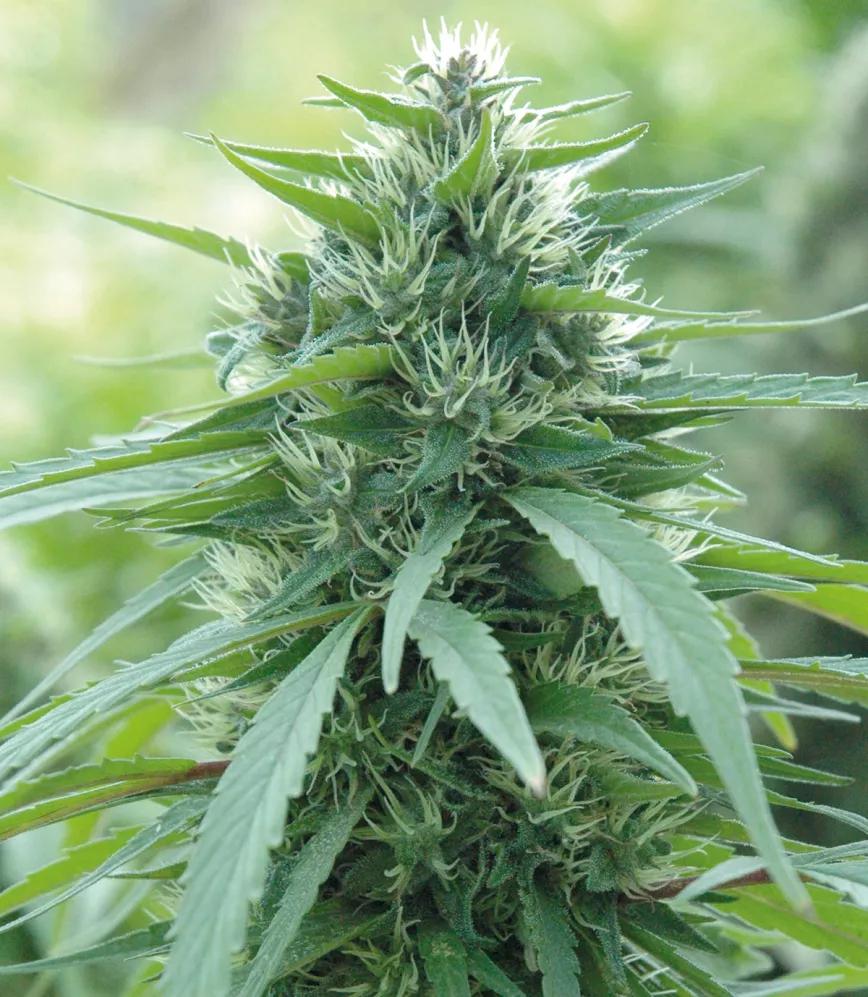 Conviene fertilizar a menudo pero con dosis bajas, para que siempre haya nutrientes disponibles pero no en exceso. 