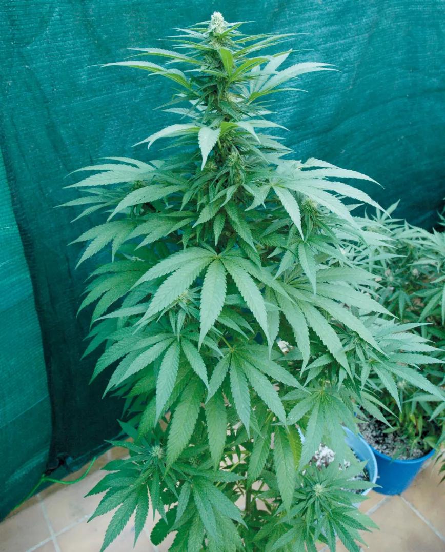 El color verde de una planta sana y bien nutrida es inconfundible. 