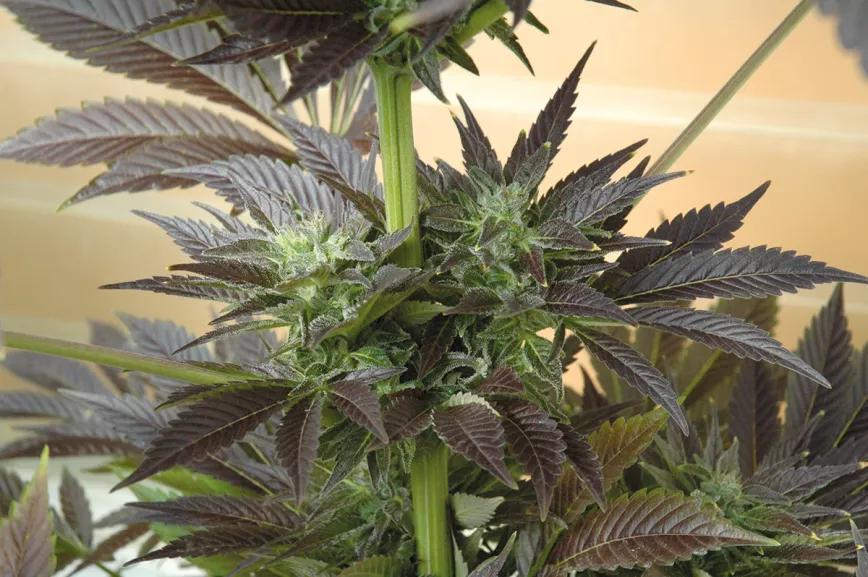 El color morado de las hojas puede ser una característica de la variedad o un síntoma de una carencia de potasio. 