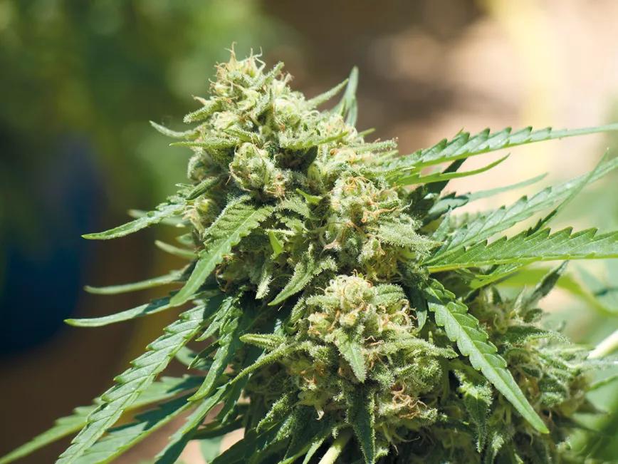 La comida de maría: todo sobre los abonos 