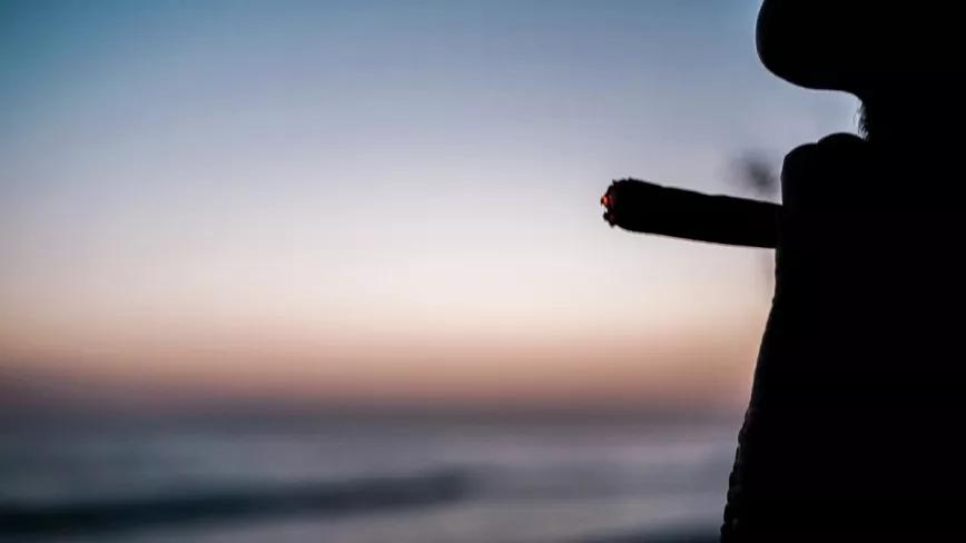 Sembrando experiencias: un viaje por las culturas del cannabis en Colorado, California y España 