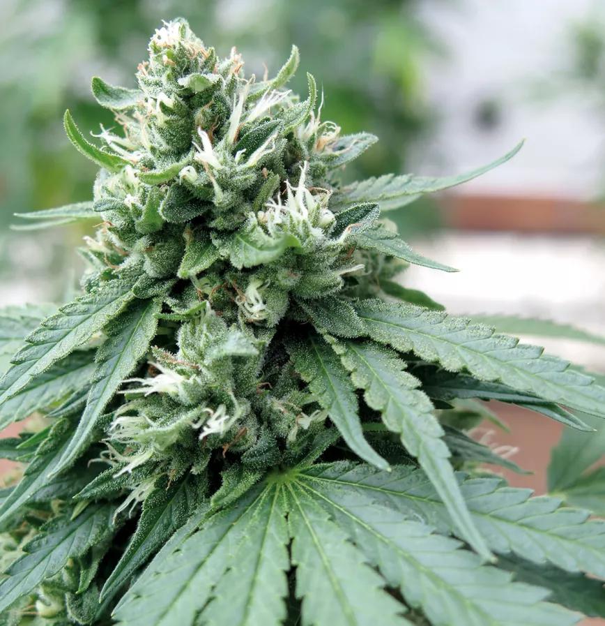 Un cogollo de calidad nunca debería tener restos de insecticidas. 