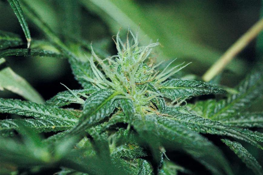 Estrategia contra bichos en diez pasos 