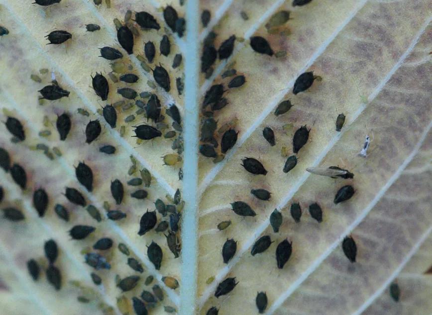 Estrategia contra bichos en diez pasos 