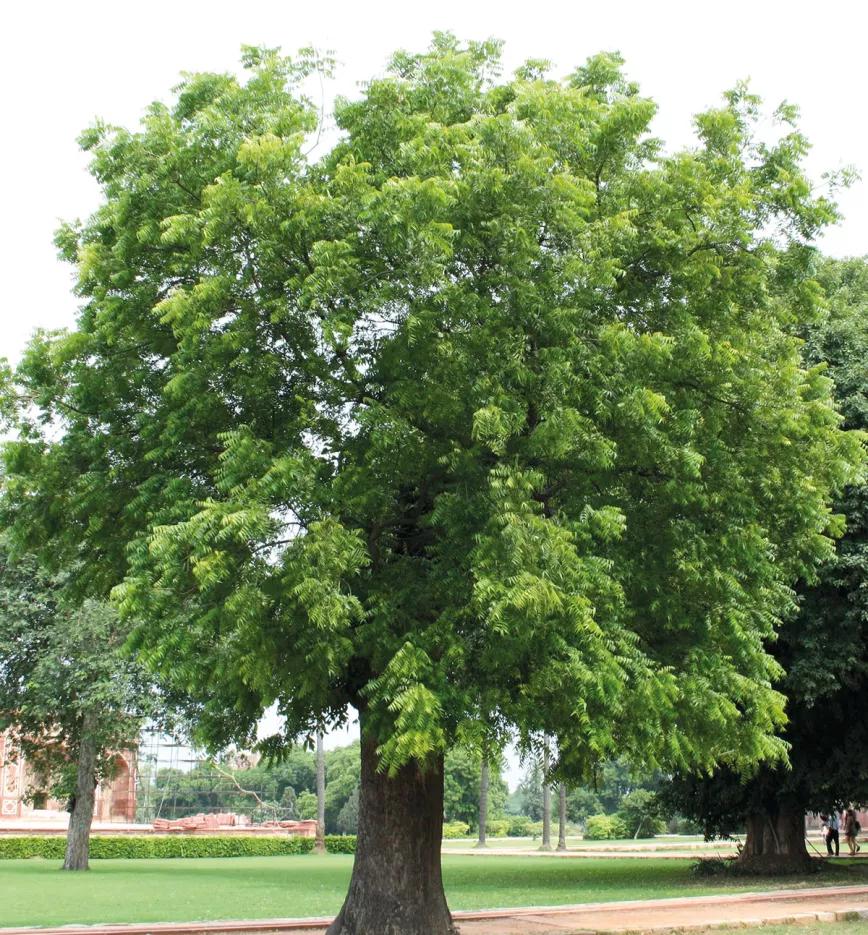 Estrategia contra bichos en diez pasos 