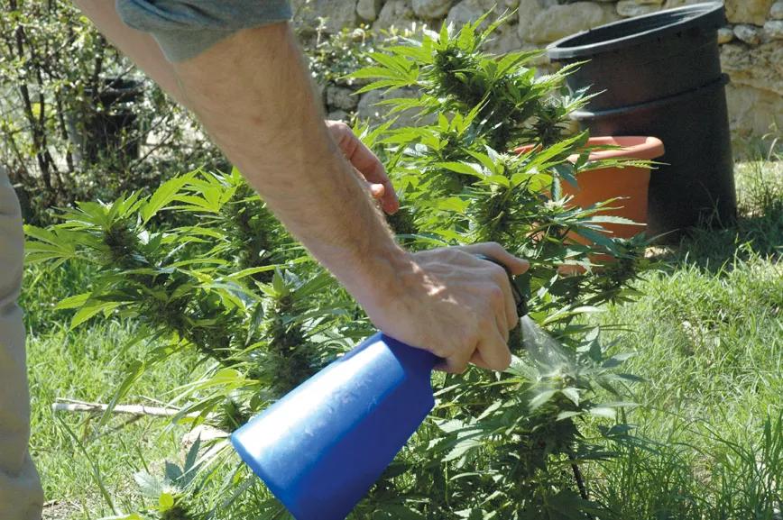 Estrategia contra bichos en diez pasos 