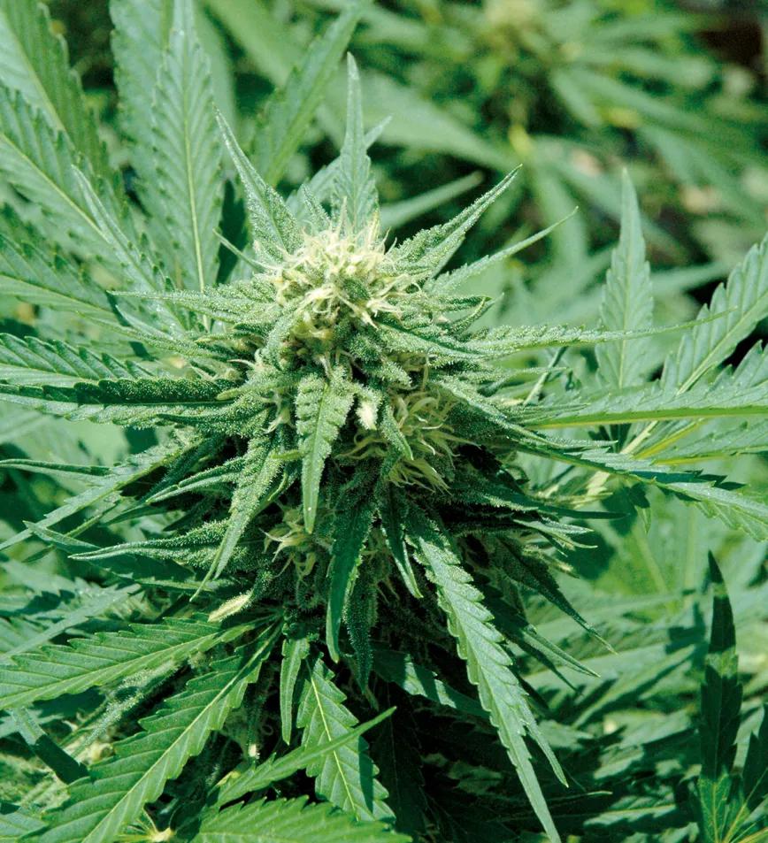 ¡Cosecha en julio!: la técnica de la floración forzada 