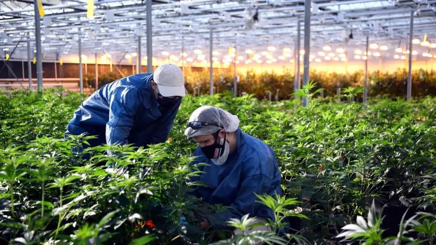 Buscan que los trabajadores de la industria del cannabis en Oregon puedan afiliarse a los sindicatos