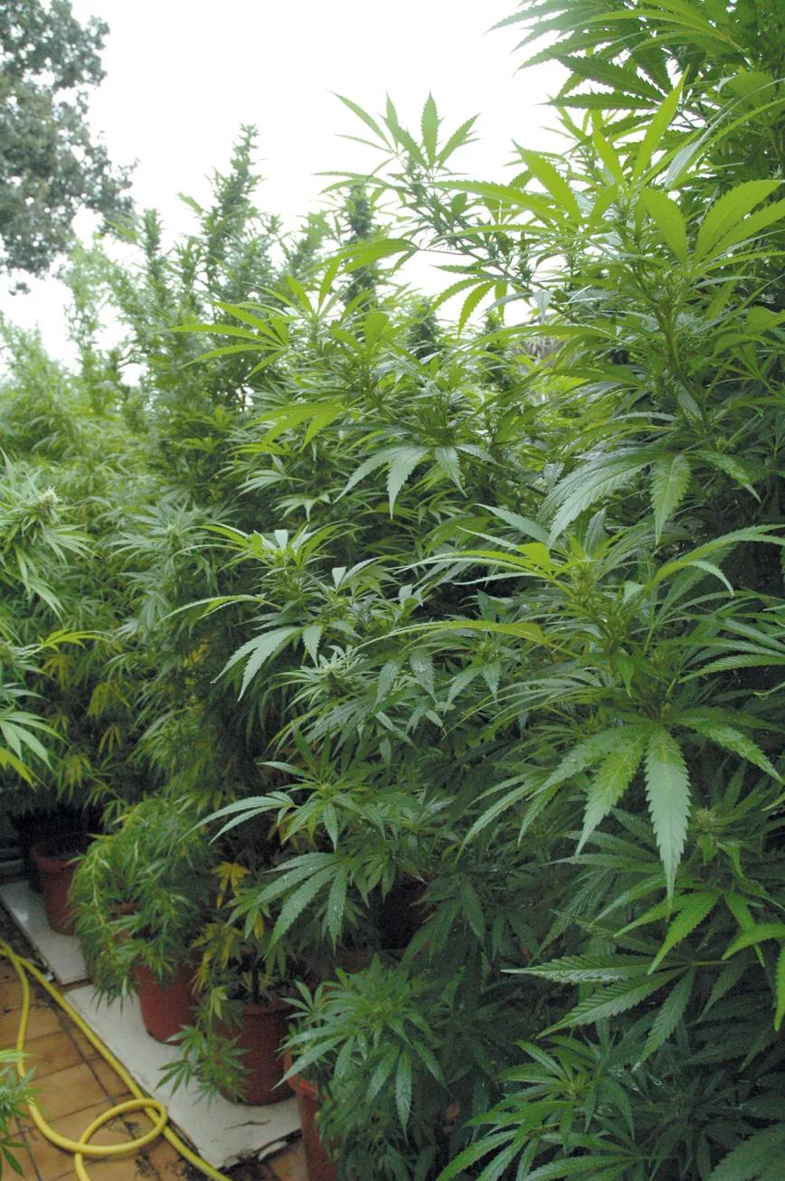 El cultivador artesano empatiza con maría 