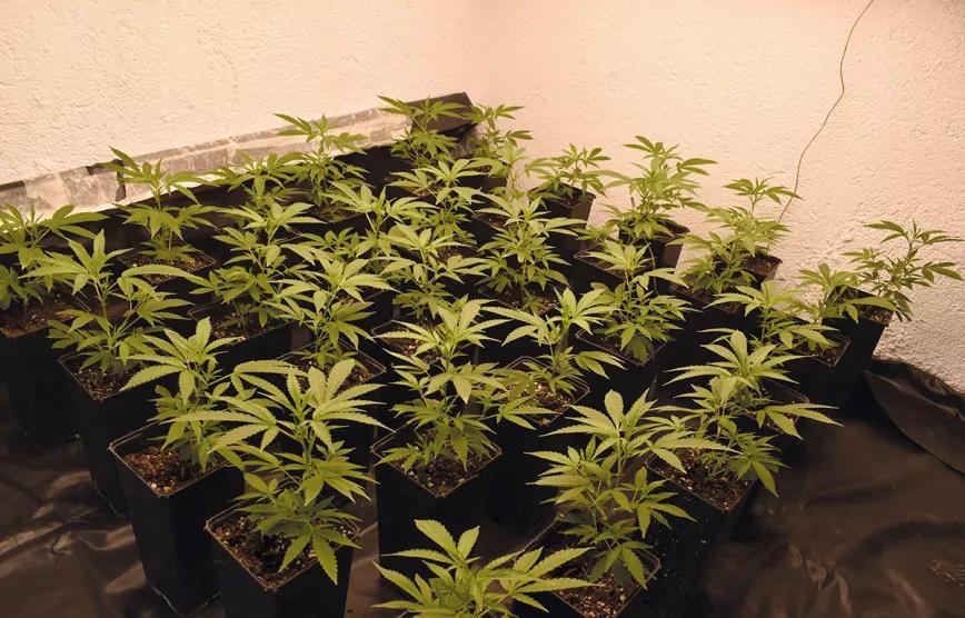 Cómo escoger a la campeona: guía para seleccionar una gran planta madre