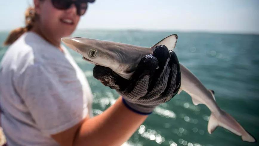 Investigadores brasileños encuentran 13 tiburones cocainómanos