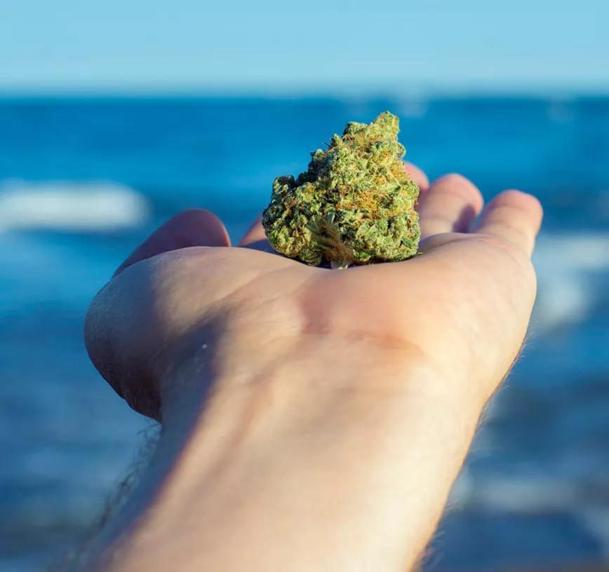 Uruguay lanzará una nueva variedad de cannabis con alto contenido de THC