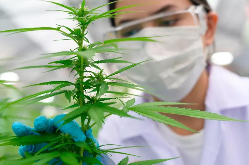 Pakistán oficializó la creación del ente regulador de la industria del cannabis