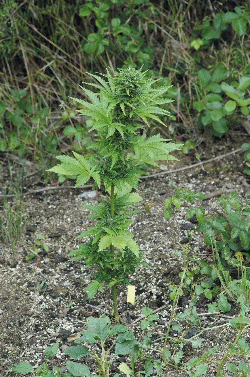 Variedades autoflorecientes: secretos de los cogollos automáticos 