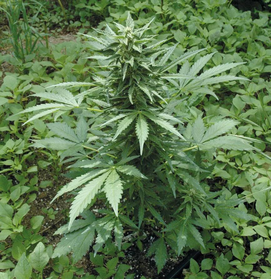 Variedades autoflorecientes: secretos de los cogollos automáticos 