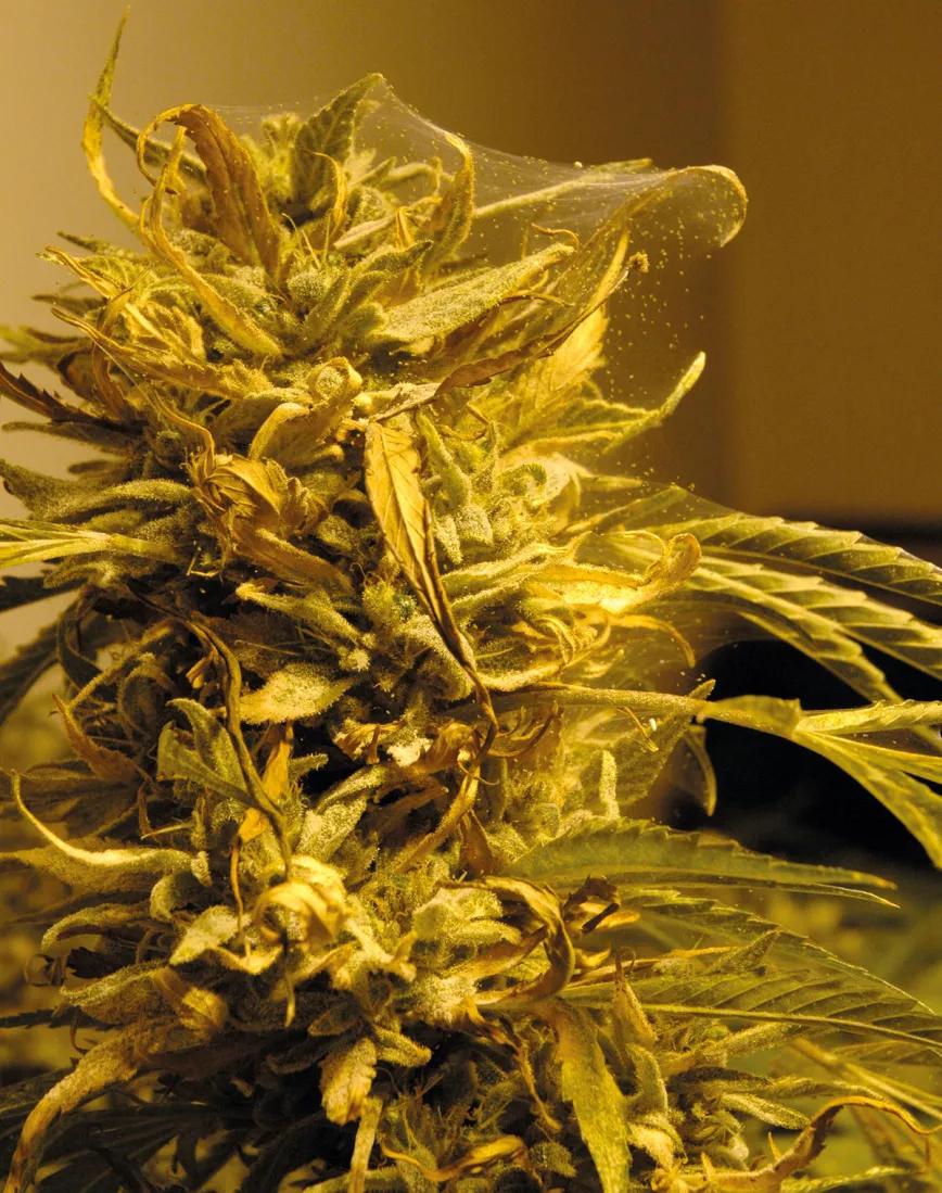 Plantas acaloradas: cómo detectar y combatir el estrés por calor 